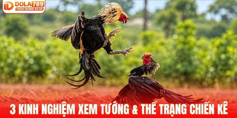 3 kinh nghiệm xem tướng & thể trạng chiến kê