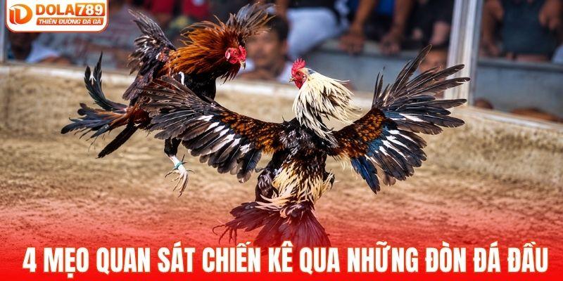 4 mẹo quan sát chiến kê qua những đòn đá đầu