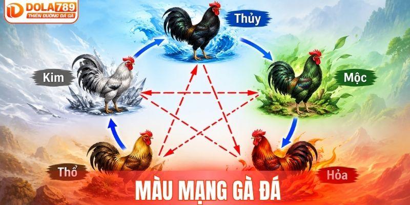 Bí kíp phân tích màu mạng gà đá theo phong thủy A - Z