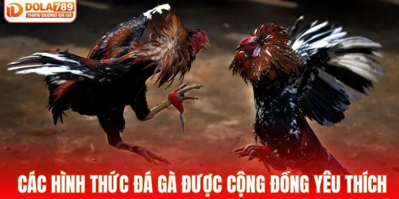 Các hình thức đá gà được cộng đồng yêu thích