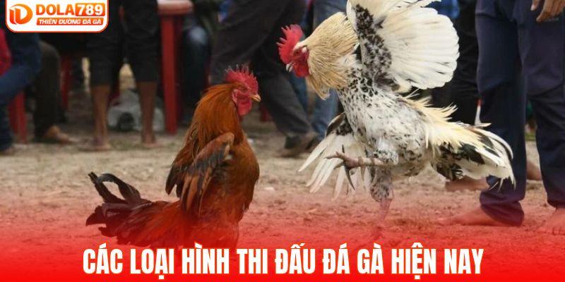 Các loại hình thi đấu đá gà hiện nay