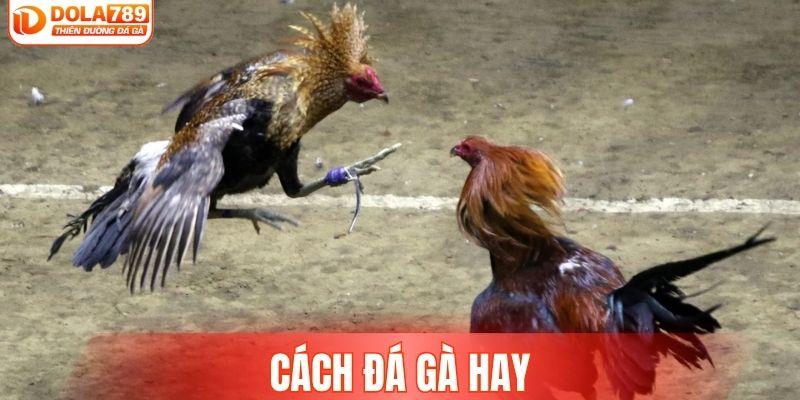 cách đá gà hay