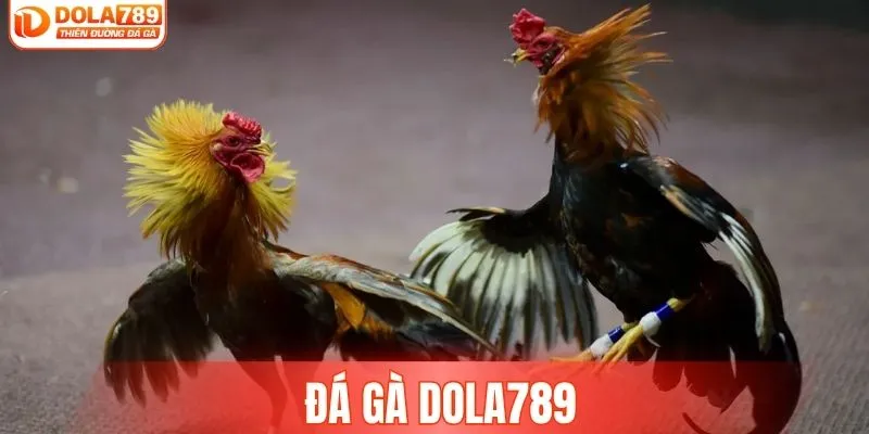Sảnh Đá Gà DOLA789 Hội Tụ Những Màn So Tài Nảy Lửa