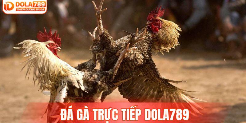 Đá Gà Trực Tiếp DOLA789