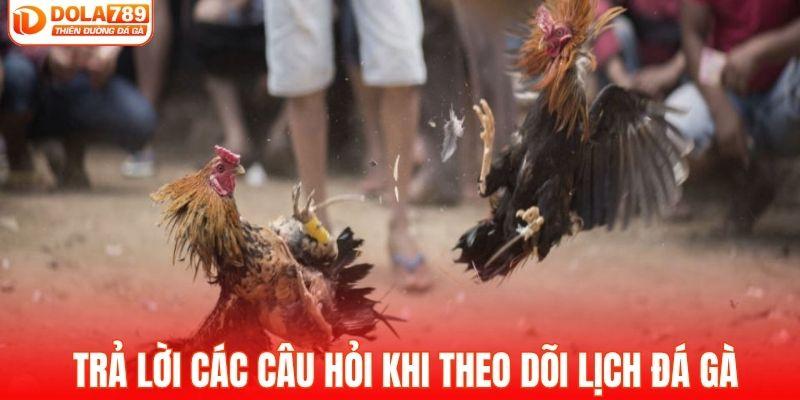 Giải đáp các câu hỏi khi theo dõi lịch đá gà