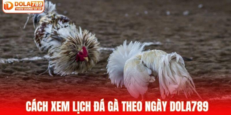 Hướng dẫn xem lịch đá gà theo ngày tại DOLA789
