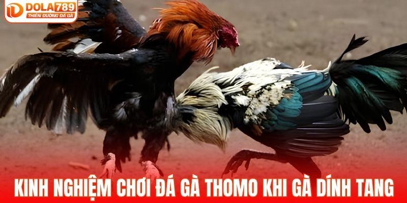 Kinh nghiệm chơi đá gà thomo khi gà dính tang