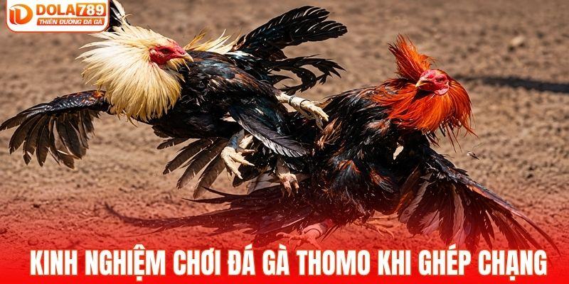 Kinh nghiệm chơi đá gà thomo khi ghép chạng