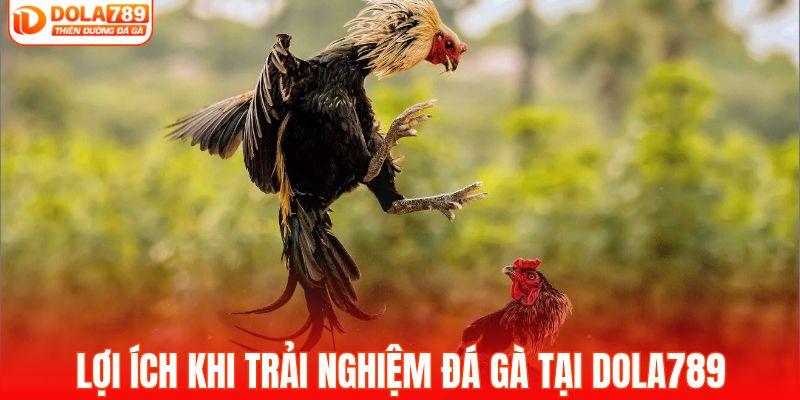 Lợi ích khi trải nghiệm đá gà tại DOLA789