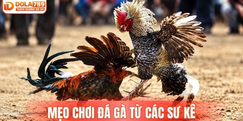 Mẹo chơi đá gà từ các sư kê
