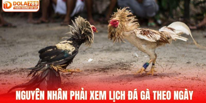 Nguyên nhân người chơi phải xem lịch đá gà theo ngày