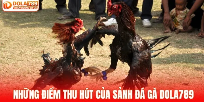 Những điểm thu hút của sảnh đá gà DOLA789