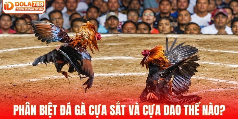 Phân biệt đá gà cựa sắt và cựa dao thế nào?