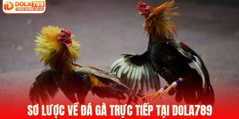 Sơ lược về đá gà trực tiếp tại DOLA789