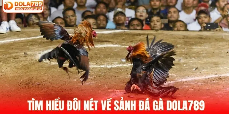 Tìm hiểu đôi nét về sảnh đá gà DOLA789