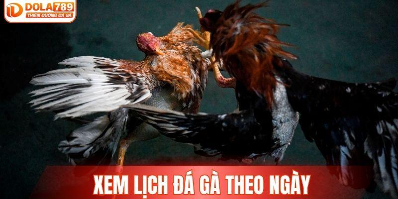 Xem lịch đá gà theo ngày chuẩn xác tại hệ thống DOLA789